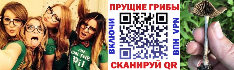 Псилоцибиновые грибы прущие грибы  Купить  Ленинск-Кузнецкий 